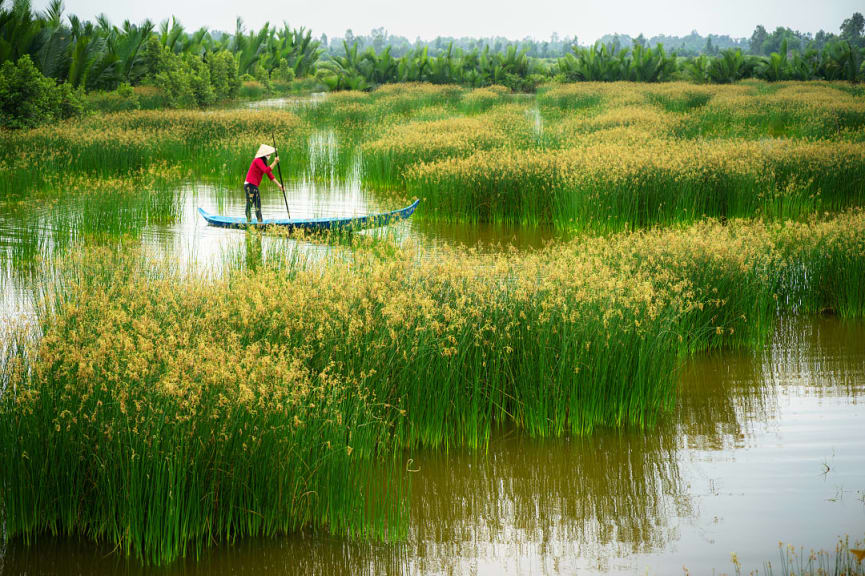 Vietnamese woman rowing boat on the Mekong Delta, Vietnam