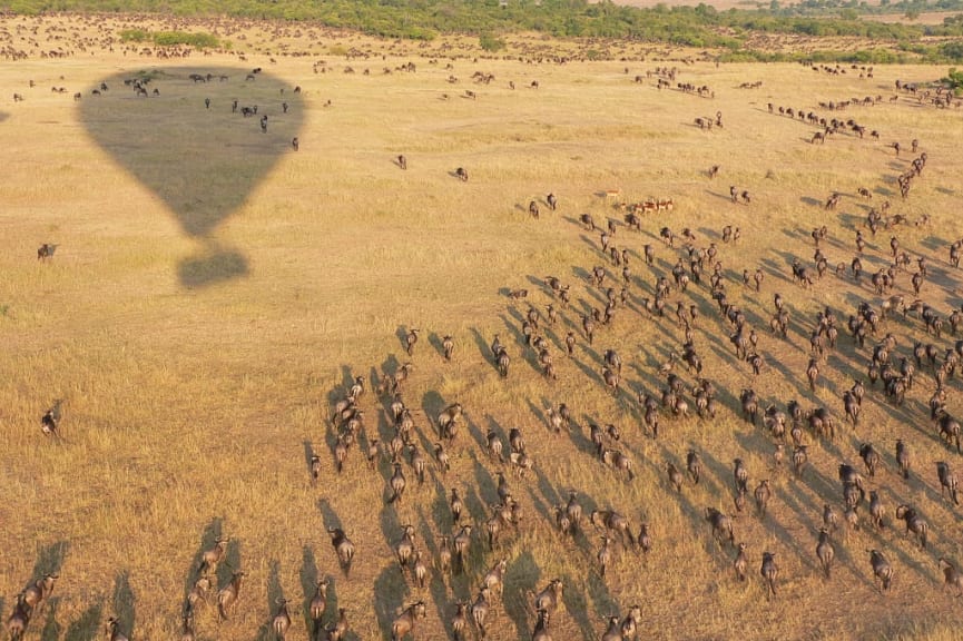 Wildebeest migration seen from hot air balloon in Tanzania