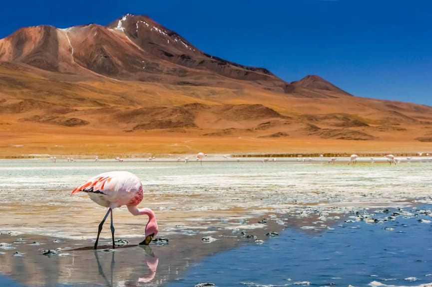 Flamingo at the Salt flats in Chile’s Atacama Desert