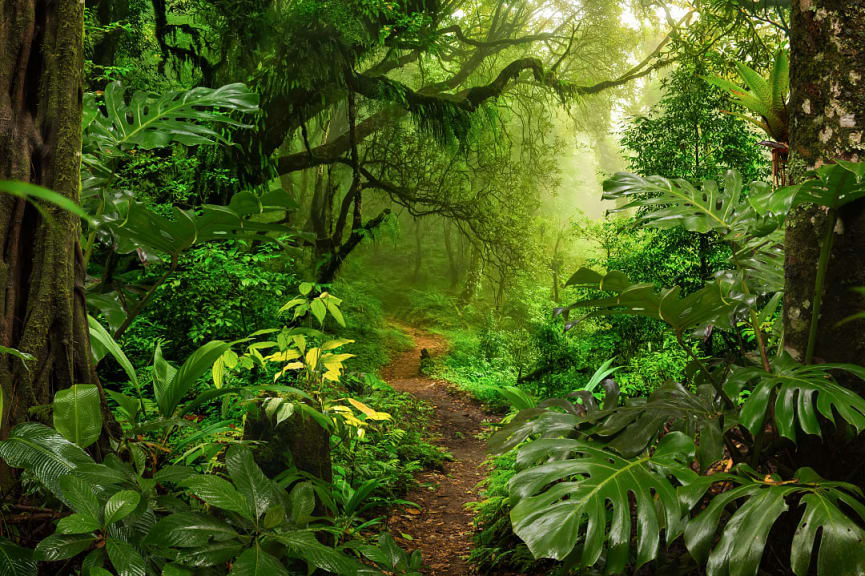 Path through Monteverde Cloud Forest in Monteverde, Costa Rica