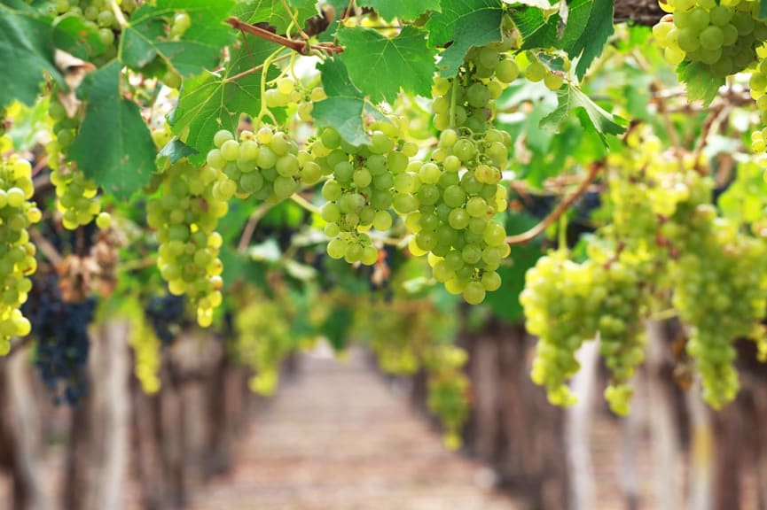 Chardonnay Grapes in the Cordoba Region, Argentina