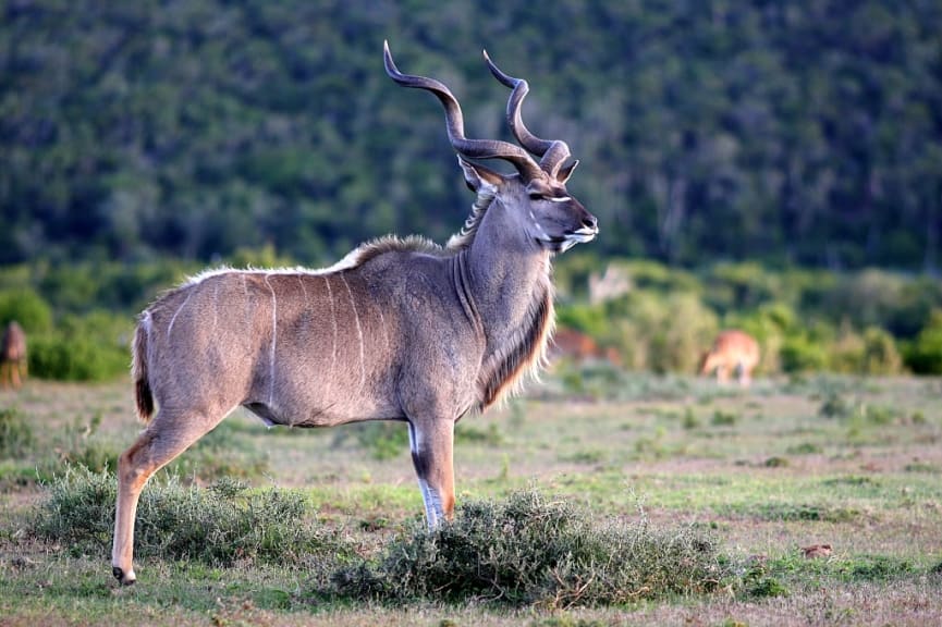 Kudu in South Africa