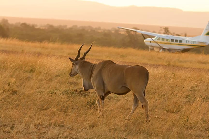 Masai Mara National Park, Kenya