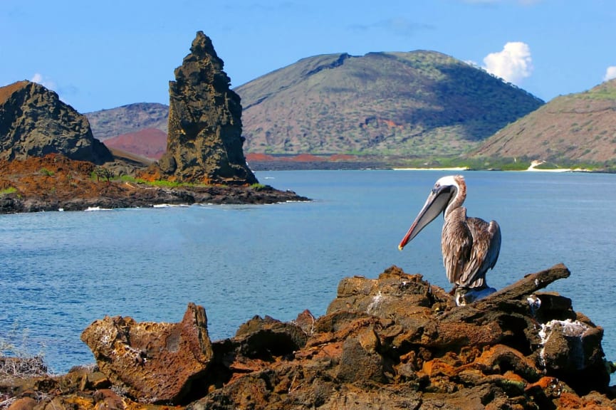 Pelican resting with Pinnacle Rock in the background at Bartoleme Island, Galapagos