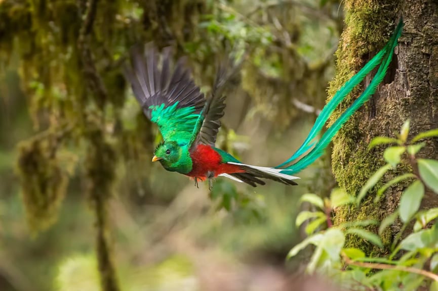  A resplendent quetzal in flight