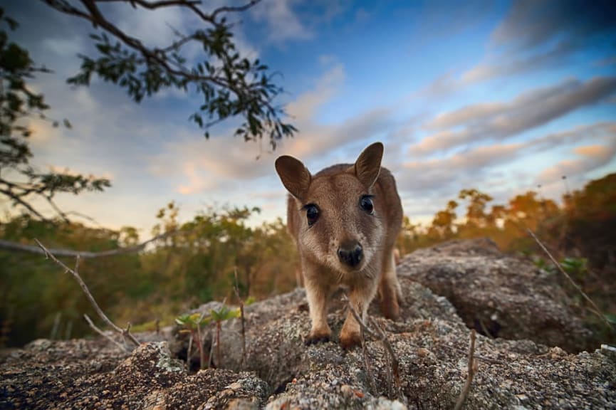 Mareeba rock-wallaby at Granite Gorge Nature Park in Queensland, Australia