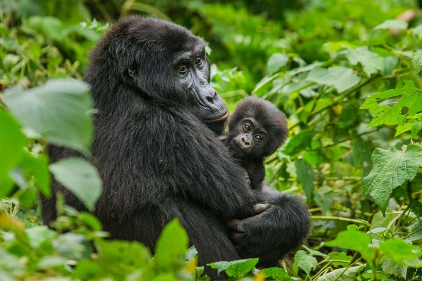 Mountain gorilla with her baby in Bwindi Impenetrable Forest National Park