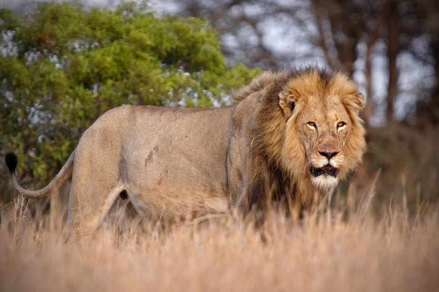 Lion in Kruger National Park, South Afrcia