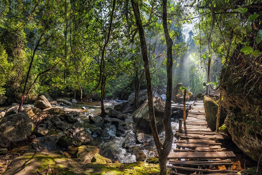 Sunny day at a rainforest near Phnom Kulen in Cambodia