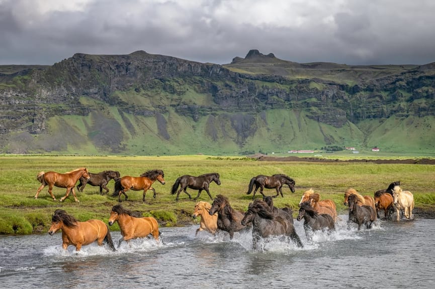 Icelandic horses running through a river