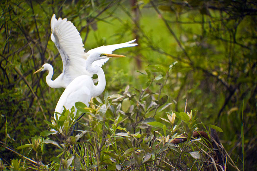 Egrets at Kakadu National Park, Northern Territory