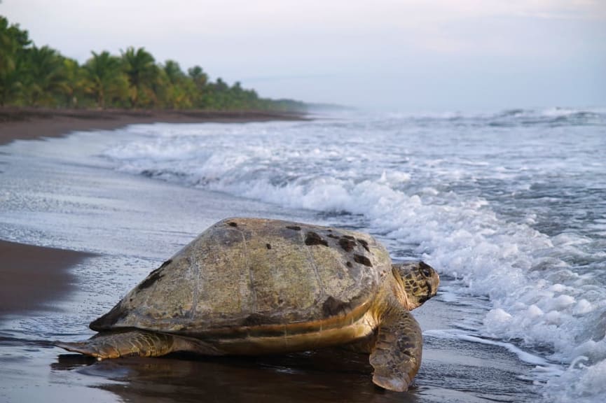 Sea turtle going into the ocean in Tortugero National Park, Costa Rica