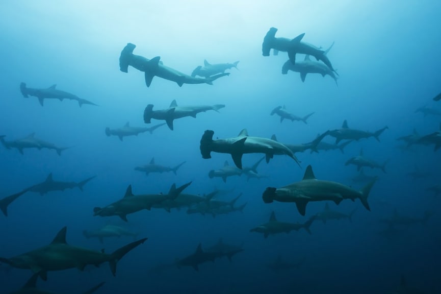 Hammerhead sharks in the Galapagos Islands