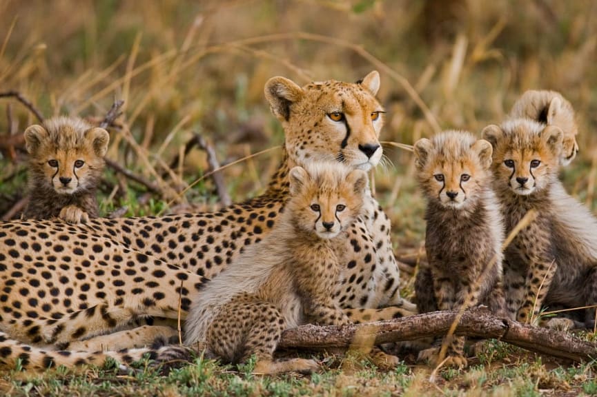 Cheetah and cubs in Serengeti National, Park, Tanzania