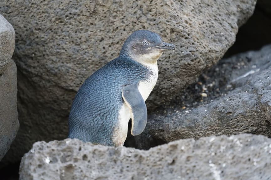 Little blue penguin in New Zealand