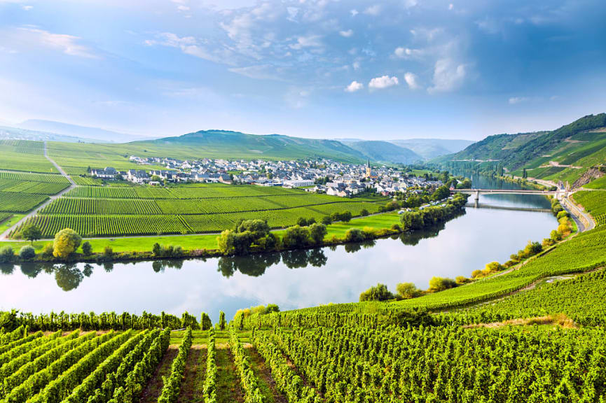 Municipality of Trittenheim surrounded by vineyards along the Moselle river