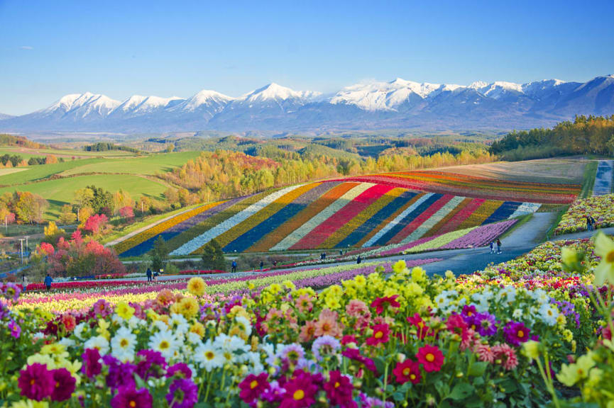 Flower fields in Hokkaido, Japan