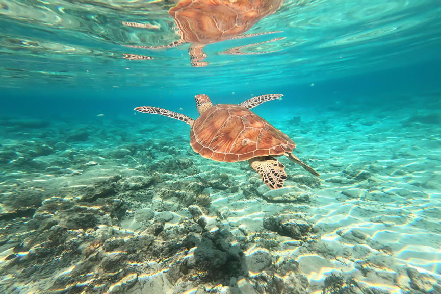 Sea Turtle swiming in turquoise sea water at Gili Trawangan, Lombok, Indonesia