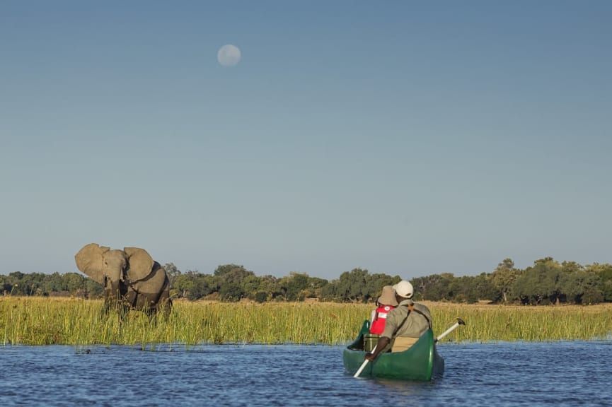 Canoe safari travelers observing an elephant on the banks of the Zamezi river