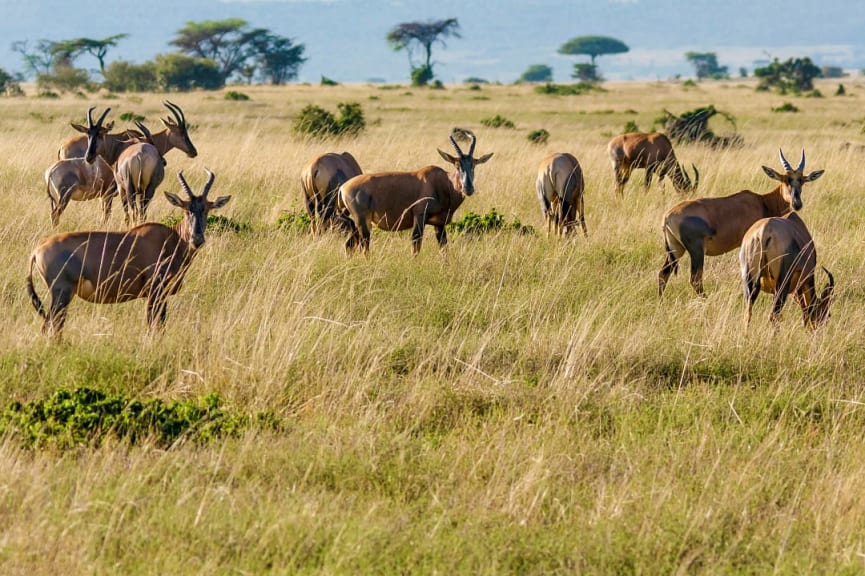 Herd of topi in Serengeti National Park, Tanzania