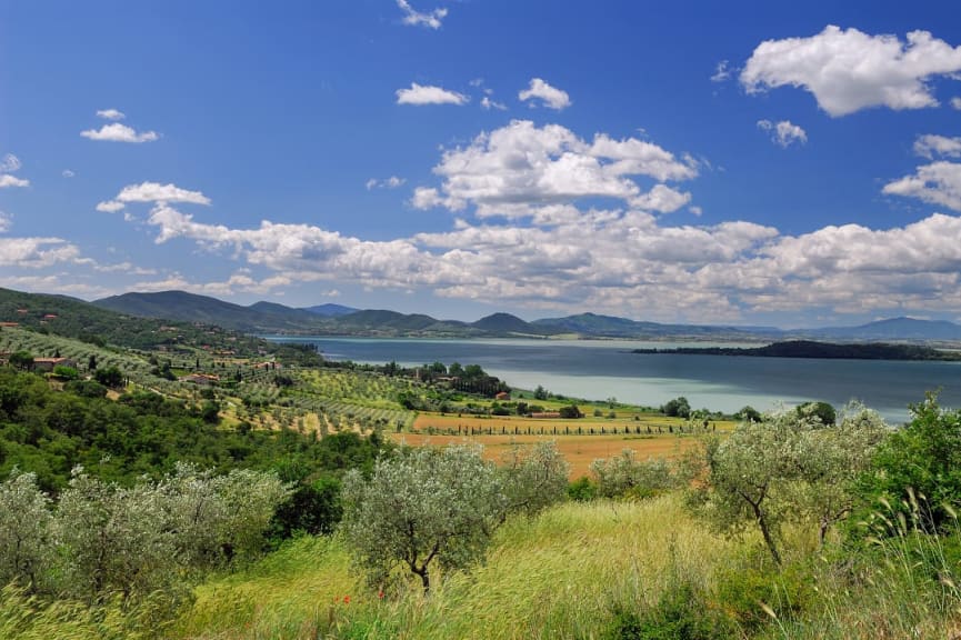 Olive grove and fields surrounding sloping Lake Trasimeno, Italy