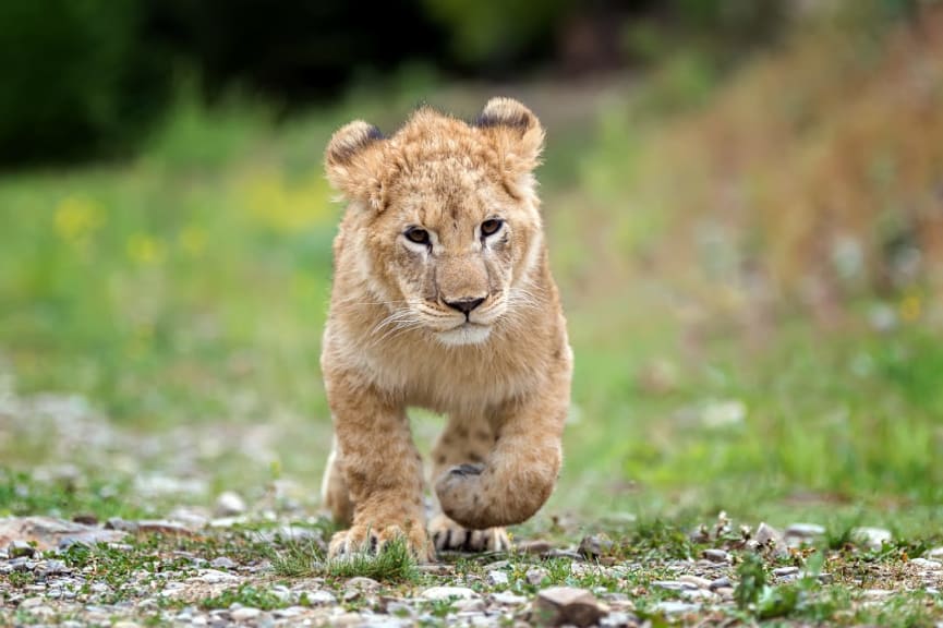 Male lion cub trotting