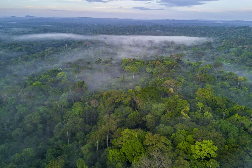 Amazon Rainforest in Brazil