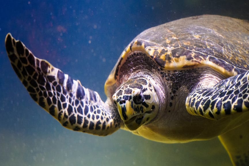 Sea turtle swimming in the Galapagos Islands