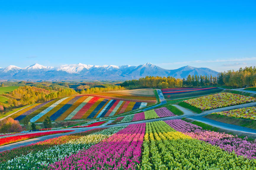 Flower fields in Hokkaido, Japan