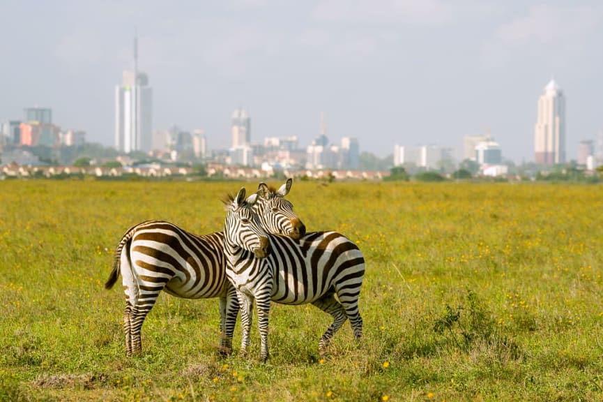 Zebras in Nairobi National Park, Kenya