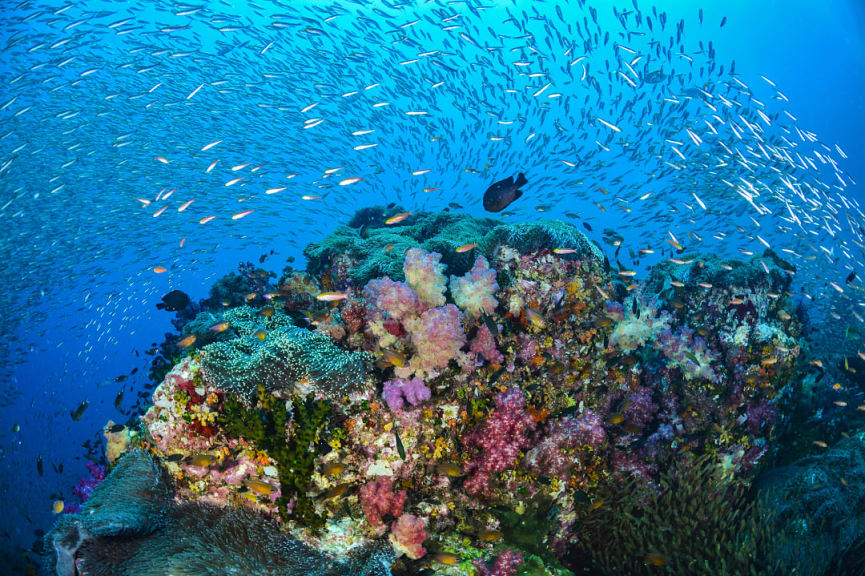 Coral reef expeditions in the Similan Islands in Thailand