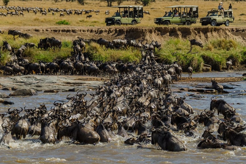 Wildebeest river crossing during the Great Migration in Tanzania