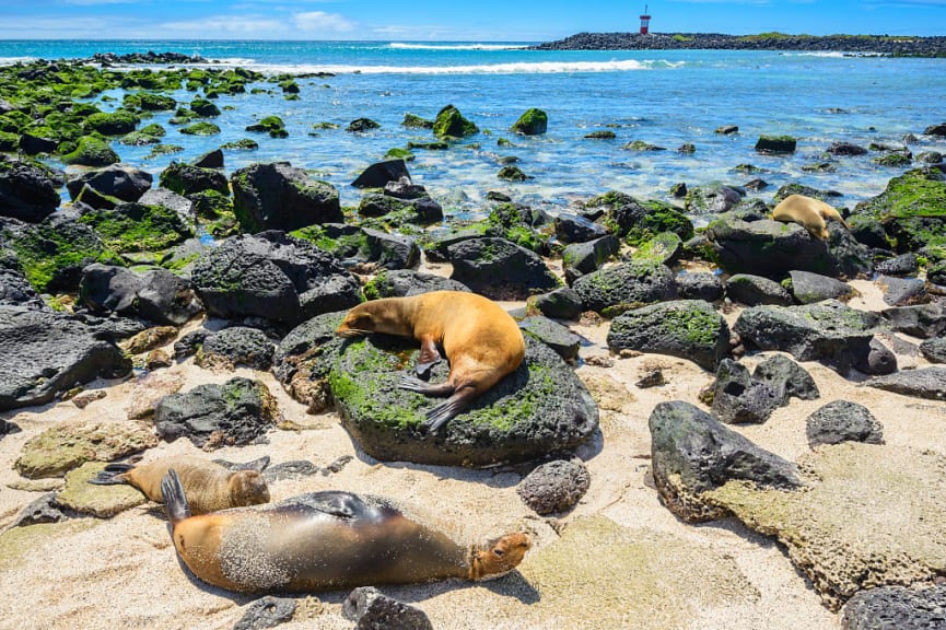 Fu seals at Punta Carola beach on San Cristobal Island, Galapagos