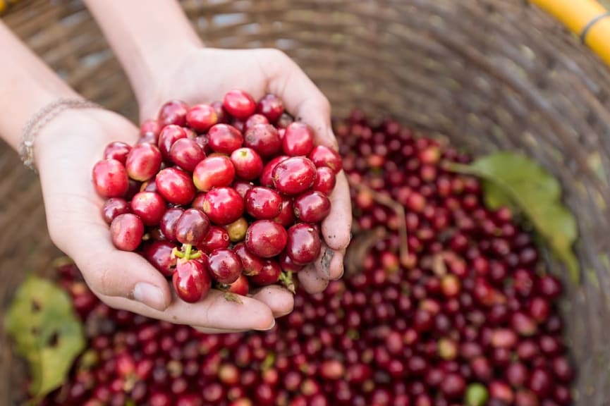 Organic red cherries coffee beans harvested in Costa Rica