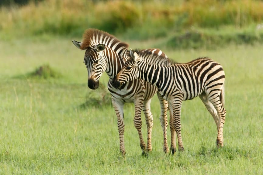 Two zebras in Moremi Game Reserve, Bostswana