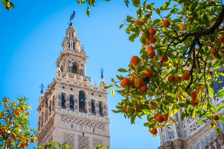 Orange tree with Giralda tower in Seville, Spain