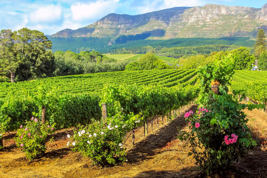 Cape Winelands in Stellenbosch, South Africa