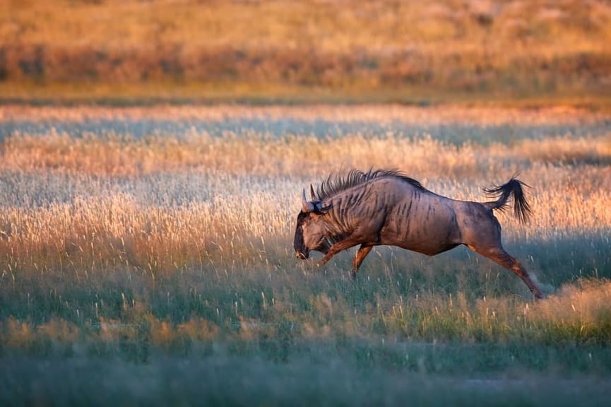 Wildebeest in Kgalagadi Transfrontier Park, South Africa