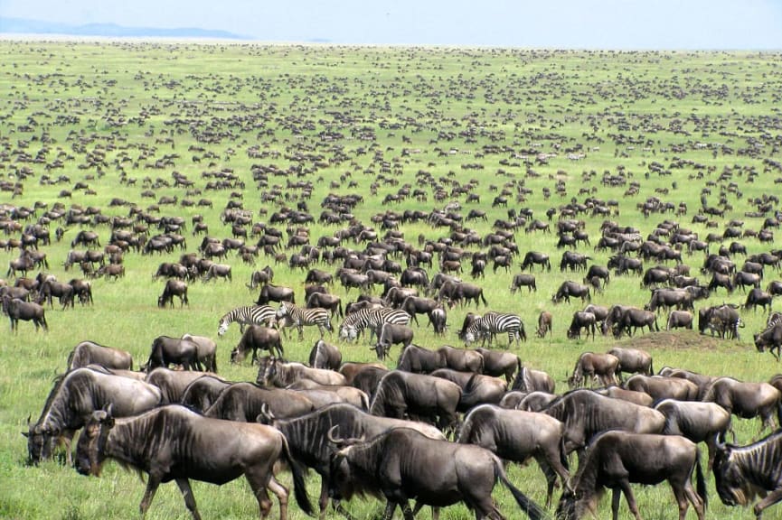 The Great Migration of wildebeests and zebras in Tanzania