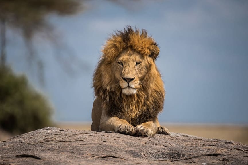 Lion in Serengeti National Park, Tanzania