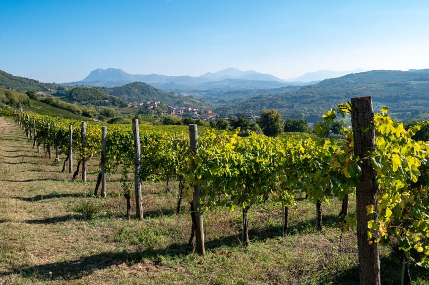 Vineyards in Irpinia
