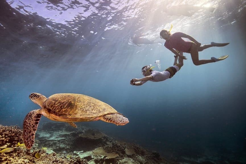 Couple photographing a sea turtle while snorkeling the Great Barrier Reef, Australia