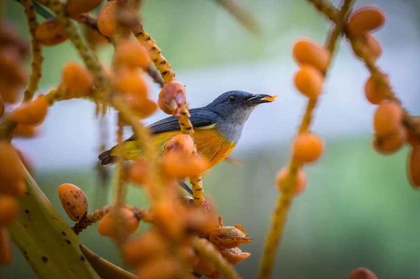 Orange bellied flowerpecker in Krabi, Thailand