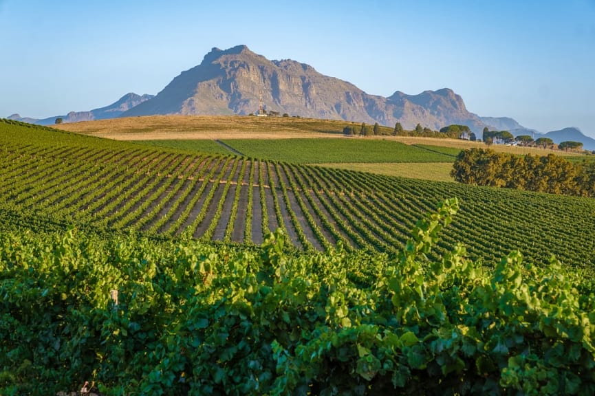 Vineyards with mountains in the distance in Stellenbosch, South Africa