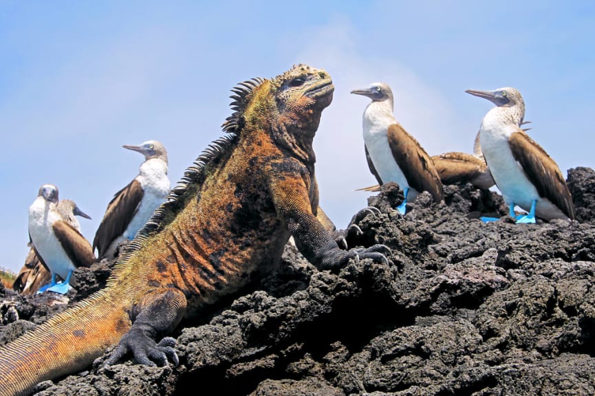 Marine iguana with blue-footed boobies on Isabela Island, Galapagos