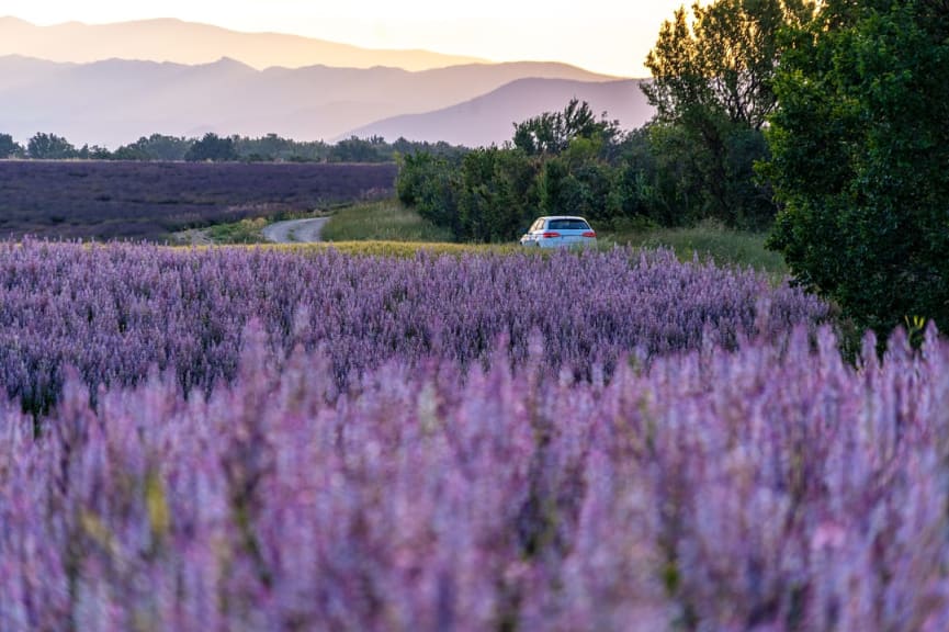 Car driving though lavender fields in Provence, France