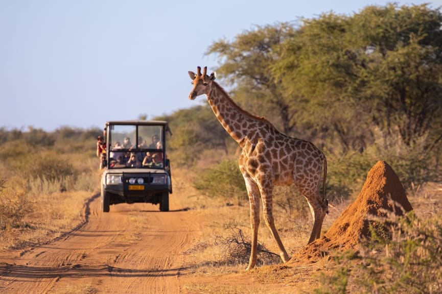 African safari in Masai Mara National Park in Kenya