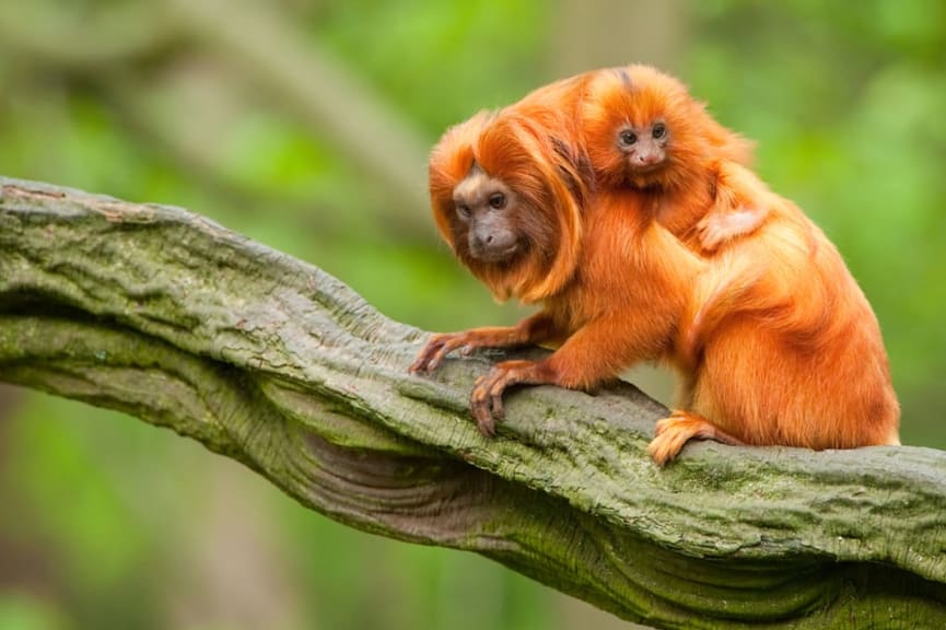 Mother and baby Golden Lion Tamarins in Brazil.