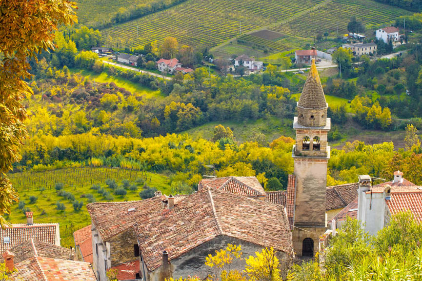 Vineyards surrounding Motovun, Croatia