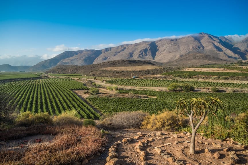 Cape Winelands in South Africa